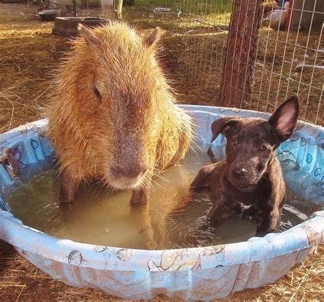 Capybara and Dog. #capybaras #dogs #puppies #pets #animals #wildlife ...