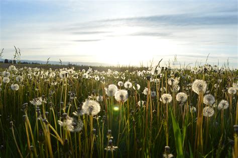 Free Images : marsh, meadow, dandelion, prairie, sunlight, flower, food, spring, crop, pasture ...