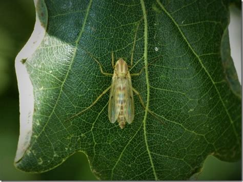 Nematocera identification help please | Dipterists forum