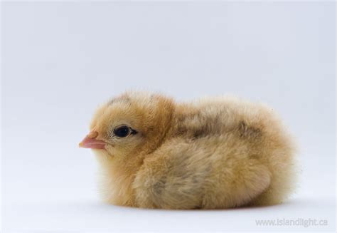 Seated Portrait of a Young Chicken ~ Baby Bird stockphoto - Island ...