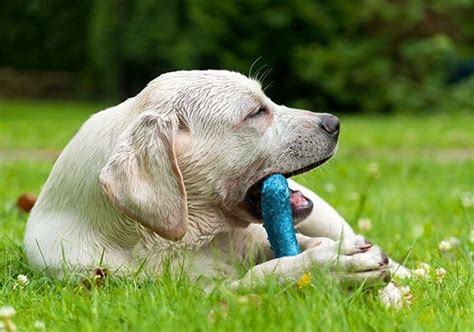 What Are The Best Chew Toys For Dogs