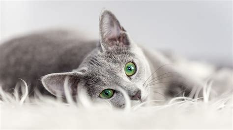 7 Grey Cat Breeds | BeChewy