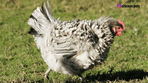 Frizzle Chicken Breed. What is it? - Chicken Pets