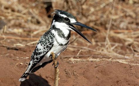 Pied Kingfisher Photograph by Steve Allen/science Photo Library - Fine Art America