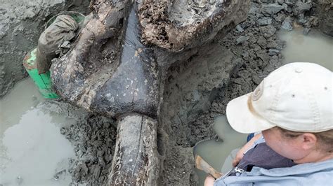 Mastodon skull found in Iowa, estimated to be 13,600 years old