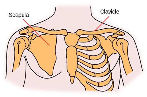 Shoulder Girdle Bones