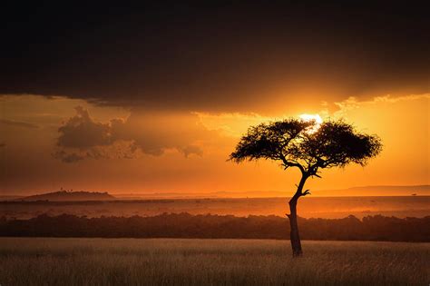 Savanna Sunset With Lone Acacia Tree, Masai Mara, Kenya Photograph by ...