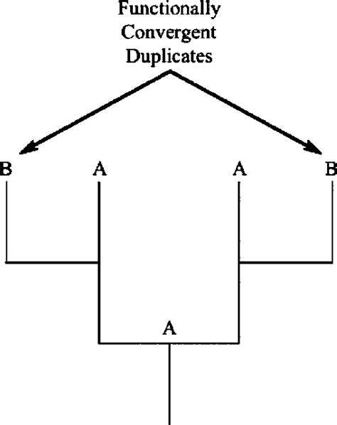 Convergent Evolution Diagram