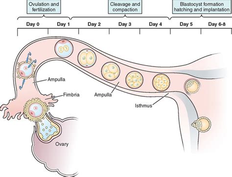 Normal Fertilization and Implantation | Abdominal Key