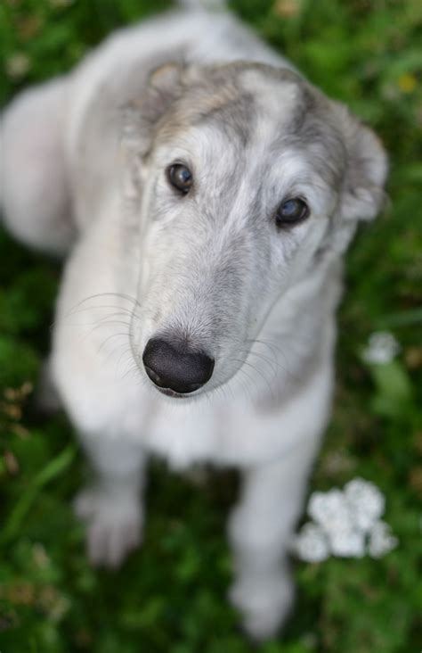 Russian Borzoi puppy | Borzoi puppy, Borzoi, Puppies