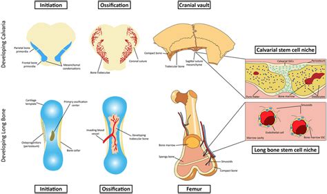 | Schematic representation of intramembranous and endochondral... | Download Scientific Diagram