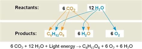 Uses of Redox Reaction in Photosynthesis | Redox reactions, Chemical changes, Reactions