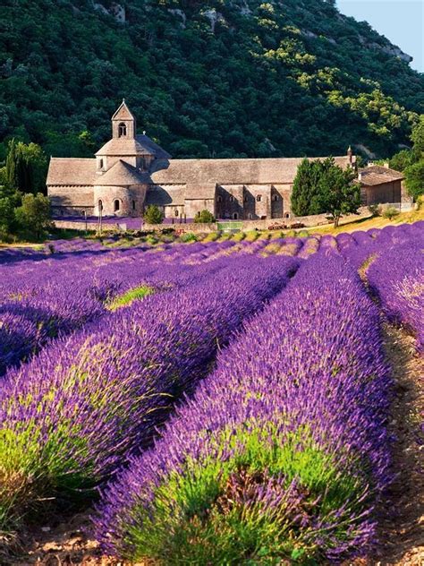 The Lavender Fields in Provence, France #LavenderFields | Beautiful ...