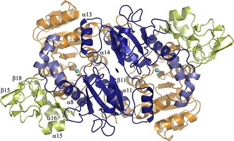 Crystal Structure of Bacterial Enzyme Reveals a Potential Target for New Antibiotics♦ - Journal ...