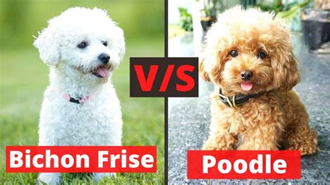 Bichon Frise v/s Poodle: What are the Differences and Similarities between both these Breeds ...