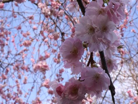 Where to See Cherry Blossom in London 2024