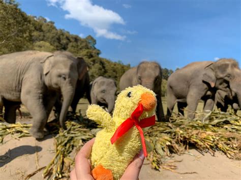 Chiang Mai: Elephant Sanctuary Visit | gwenduling