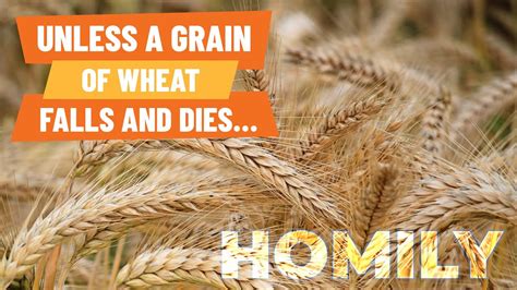 Unless a grain of wheat falls and dies… - Homily - YouTube