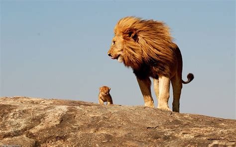 Lion Cub Wallpapers - Wallpaper Cave