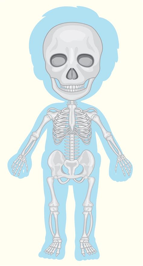 ¿Cómo crecen los huesos? | Respuesta para niños - Hago mi Tarea