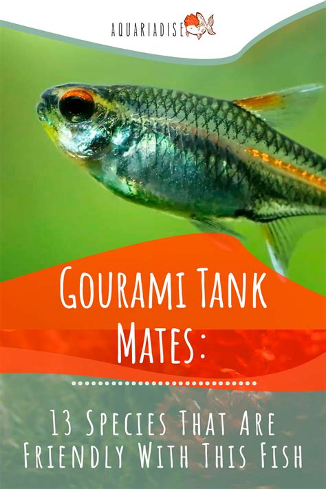 Gourami Tank Mates: 13 Species That Are Friendly With This Fish