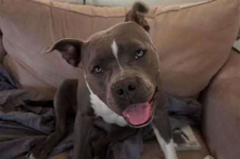 430 Female Pit Bull Names (Tough, Strong, & Cute Names!) - PetPress