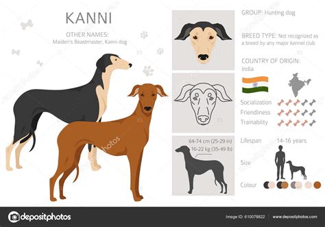 Indian Kanni Dog Clipart Different Coat Colors Set Vector Illustration Stock Vector Image by ...