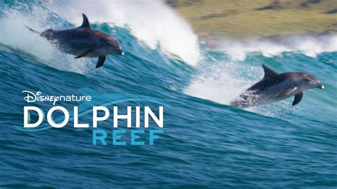 Watch Dolphin Reef | Full movie | Disney+