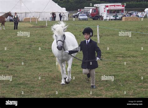 Eriskay Pony and Rider at a Show Stock Photo - Alamy