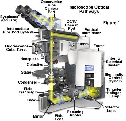 Compound Light Microscope Source Of Illumination | Shelly Lighting