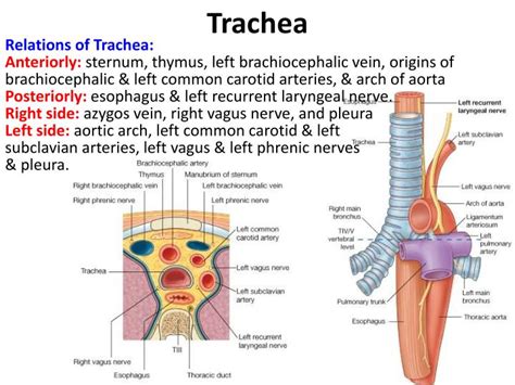 PPT - Thymus, Trachea & Oesophagus PowerPoint Presentation - ID:4960004