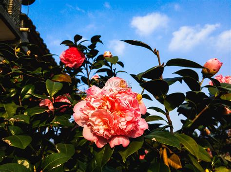 Camellia In Spring Picture And HD Photos | Free Download On Lovepik