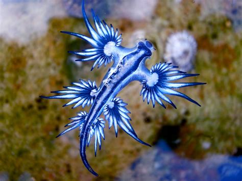 10 weird-looking sea creatures | Daily Sabah