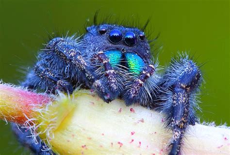 Bold Jumping Spider | One of the local jumping spiders (Phid… | Flickr