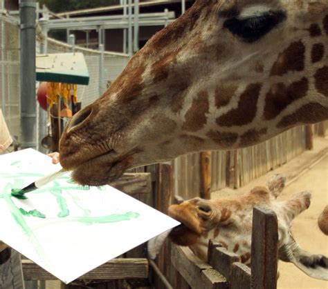 Oakland Zoo Auctions Paintings by Its Animals Photos - ABC News