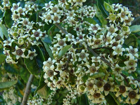 Home Creek Nursery - New Zealand Native Plant Nursery