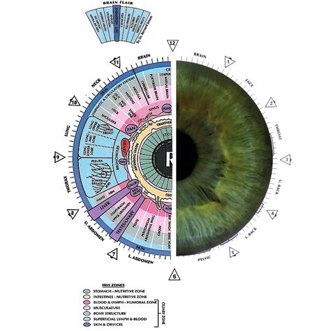 Iridology — Nutrunity UK⎪Naturopathic Nutrition Clinic ⎪London