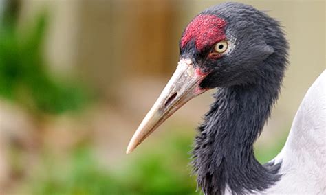 Black-Necked Crane | Stone Zoo