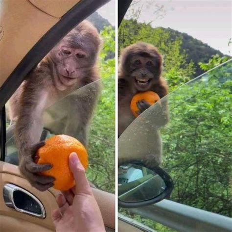 Giving an orange to a monkey meme template. : r/MemeEconomy