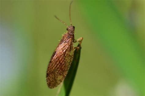 Lacewing Life Cycle: How Long Do Lacewings Live? - What's That Bug?