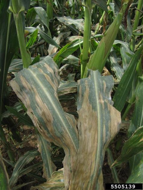 Northern corn leaf blight - Bugwoodwiki