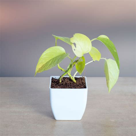 Buy Golden Money Plant | Lucky Plant | Indoor Plants online at Vitri Greens