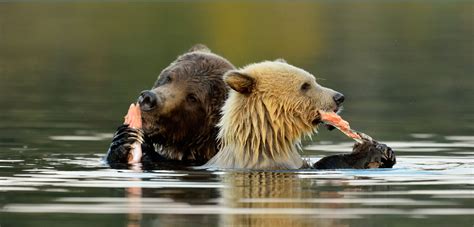 1,000 Kilometers from the Coast, Bears Gorge on Ocean Fish | Hakai Magazine