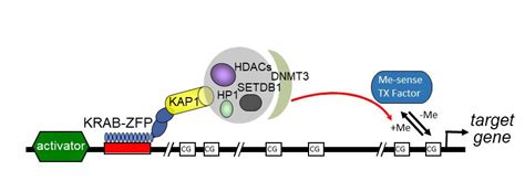 Genome Structure and Function | Human Genetics | Michigan Medicine | University of Michigan