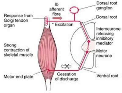 Positive Health Online | Article - Muscle Energy Technique (MET)