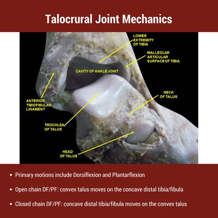 Talocrural and Subtalar Joints: Clinical Application