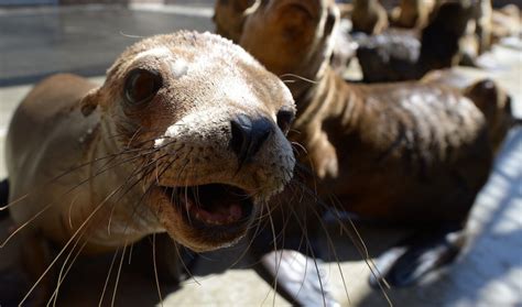 Why are so many baby sea lions dying in California? | The World from PRX