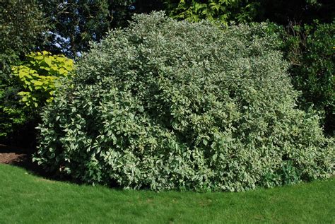 Cornus Alba 'Elegantissima' | Emerald Plants