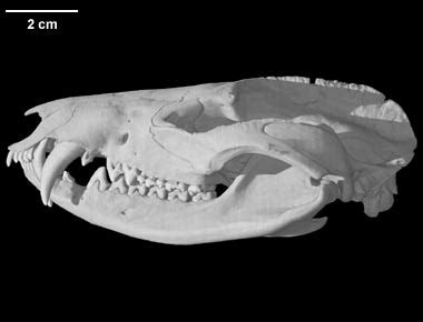 Opossum Skull Anatomy