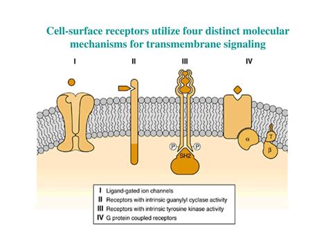 PPT - Synaptic Transmission and Cellular Signaling: an Overview PowerPoint Presentation - ID:429775